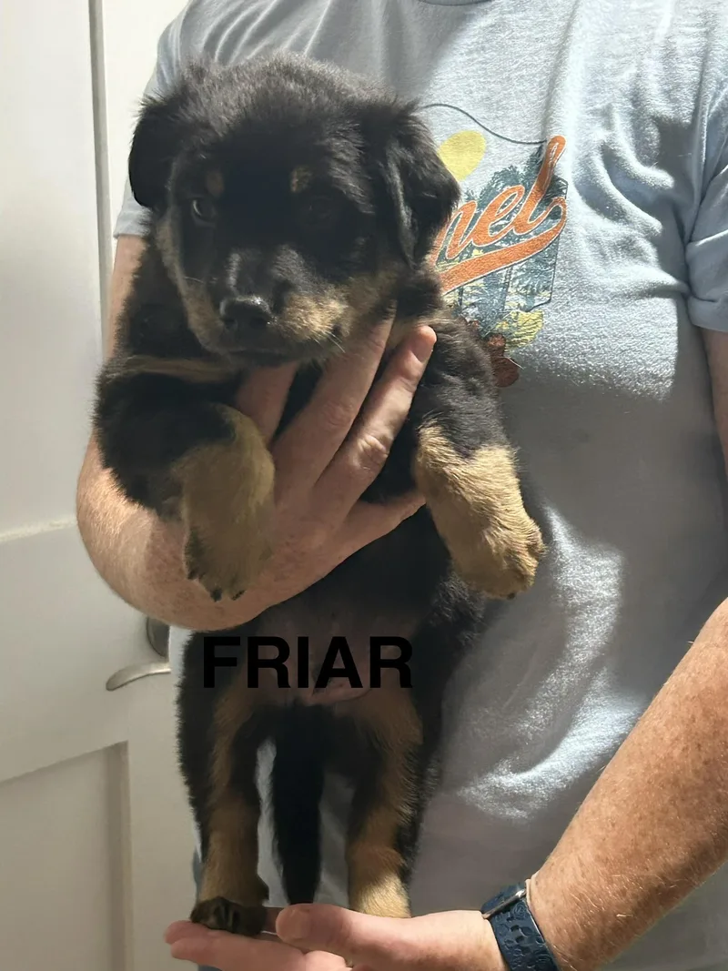 Friar thumbnail 3