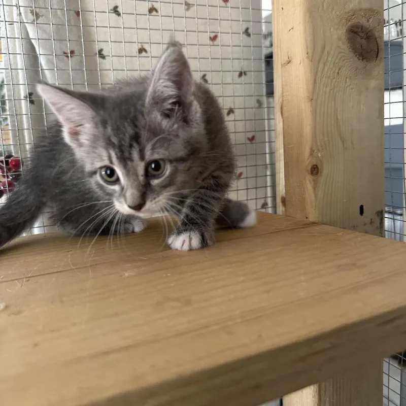 A baby small-sized female Gray / Blue / Silver Domestic Medium Hair cat named Monkichi for adoption in Wappingers Falls, NY