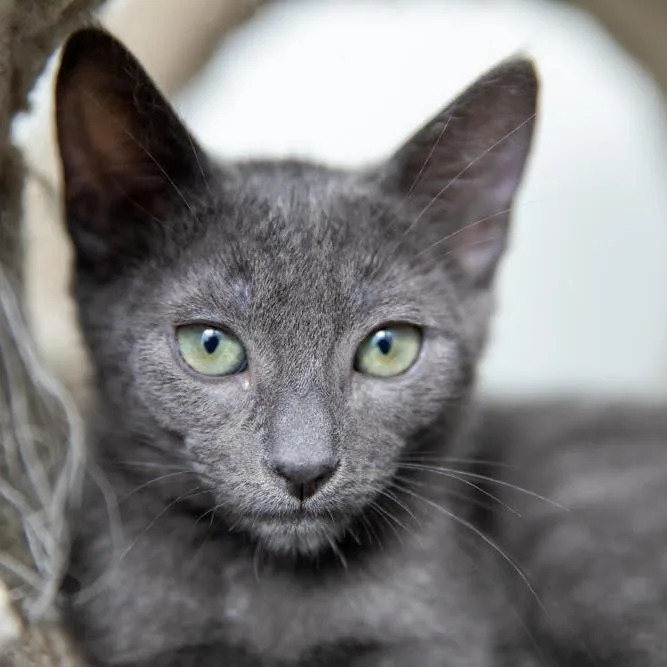 A young small-sized female Gray / Blue / Silver Domestic Short Hair cat named Poppy for adoption in Los Angeles, CA