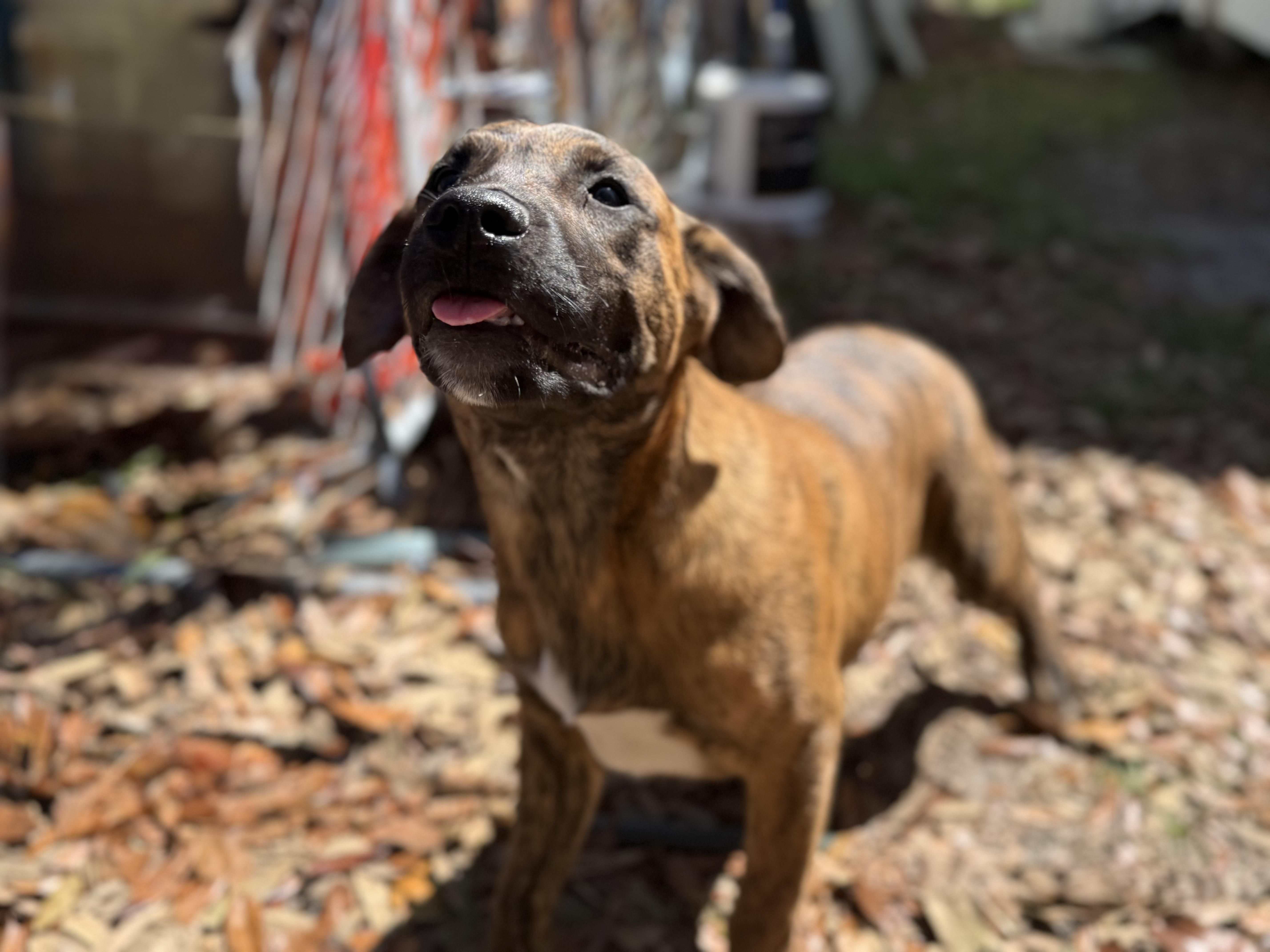 Jo Dee Messina thumbnail 2