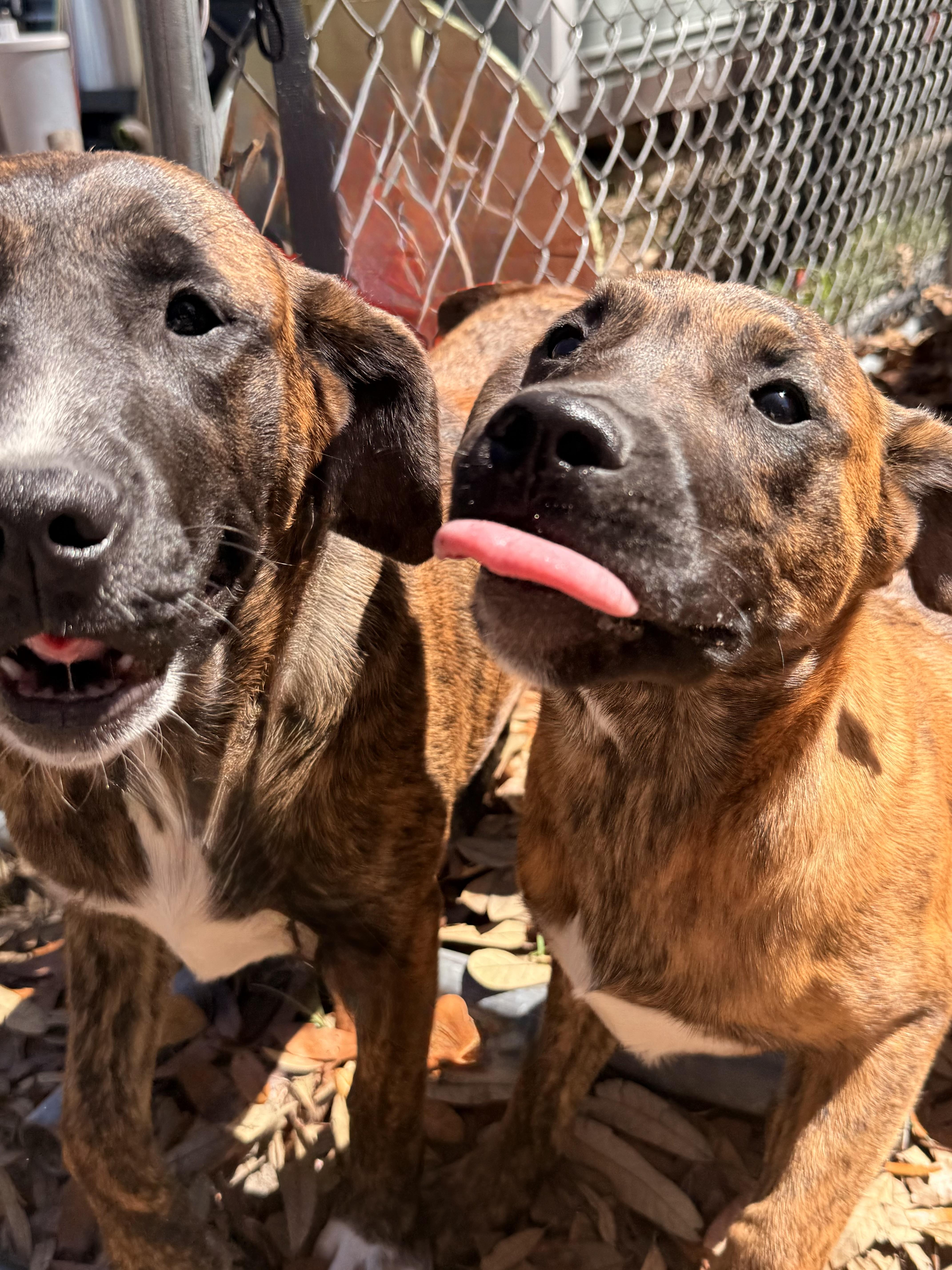 Jo Dee Messina thumbnail 3