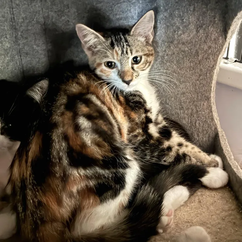 A baby small-sized female Domestic Short Hair cat named Spurrz for adoption in Bulverde, TX
