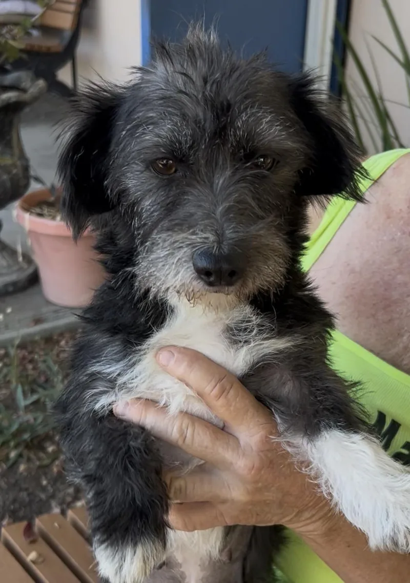 A young small-sized female Terrier dog named Skippy for adoption in Woodland, CA