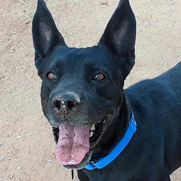 An adult medium-sized female Black Labrador Retriever dog named Emily for adoption in Phoenix, AZ