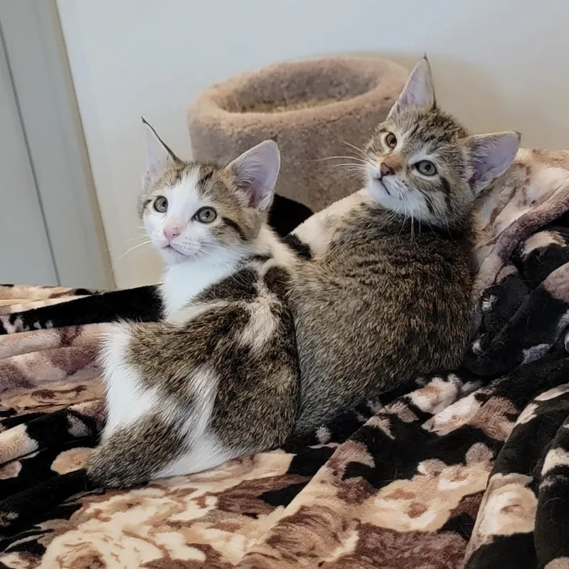 Gum Drop thumbnail 2