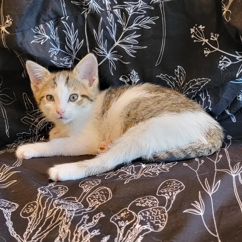 Gum Drop thumbnail 3