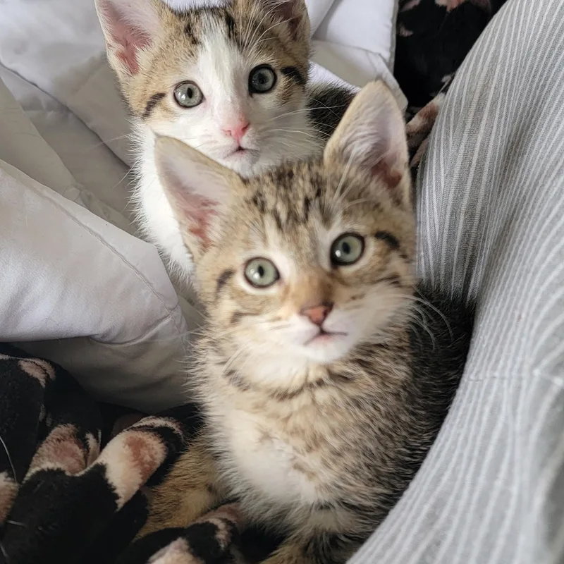 Gum Drop thumbnail 4