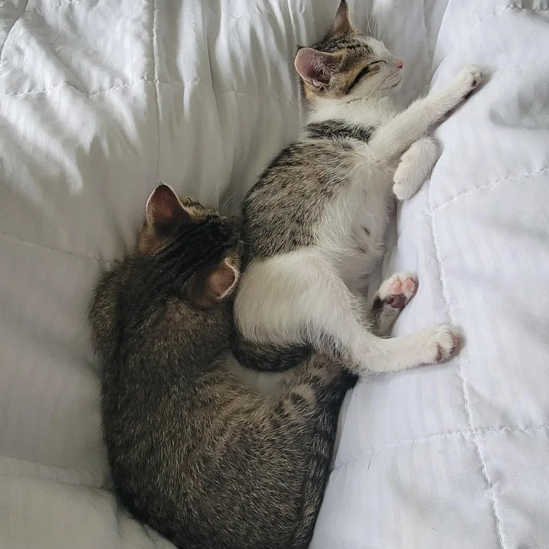 Gum Drop thumbnail 5