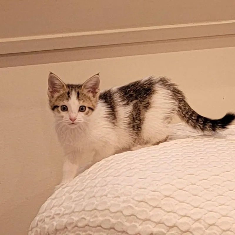 A baby medium-sized female Tabby (Gray / Blue / Silver) Domestic Short Hair cat named Gum Drop for adoption in Wyandotte, MI