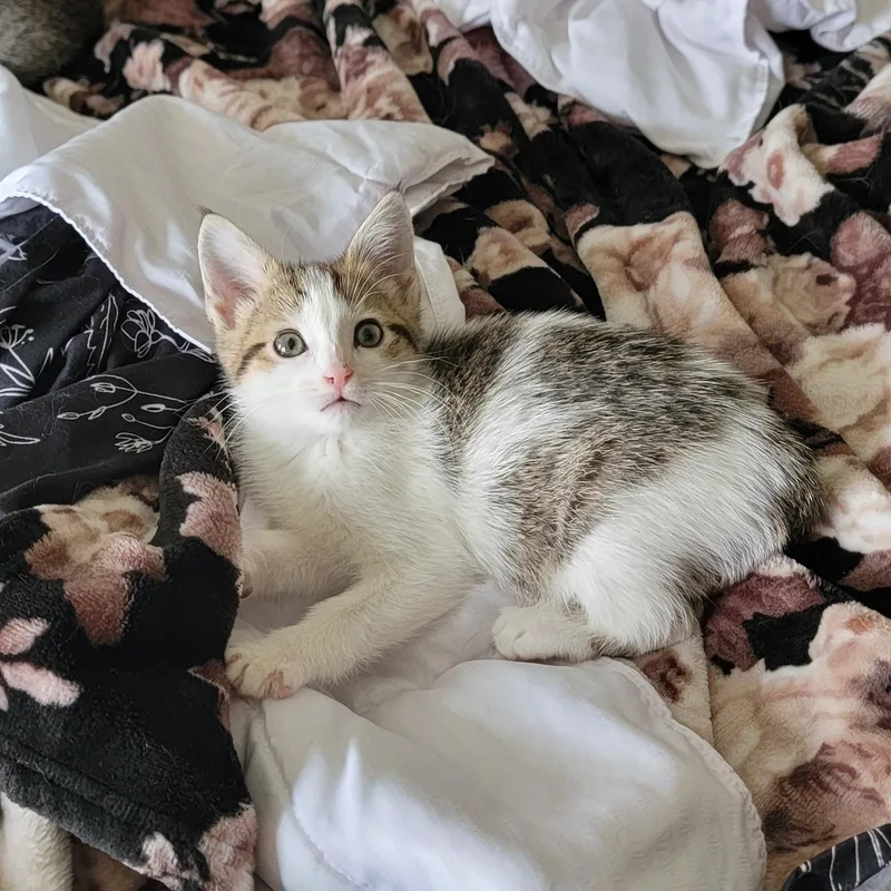 Gum Drop thumbnail 6