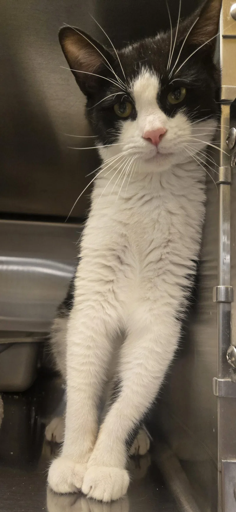 A young medium-sized male Black & White / Tuxedo Domestic Short Hair cat named Charlie for adoption in Ocean Pines, MD