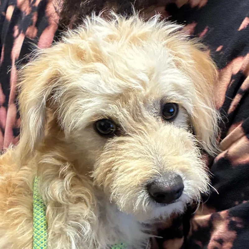 A young small-sized male Yellow / Tan / Blond / Fawn Terrier dog named Darby for adoption in Yuma, AZ