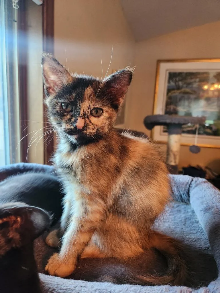 A baby medium-sized female Domestic Short Hair cat named Cortado for adoption in Minneapolis, MN