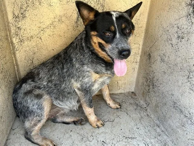 A young medium-sized female Australian Cattle Dog / Blue Heeler dog named A for adoption in Oklahoma City, OK