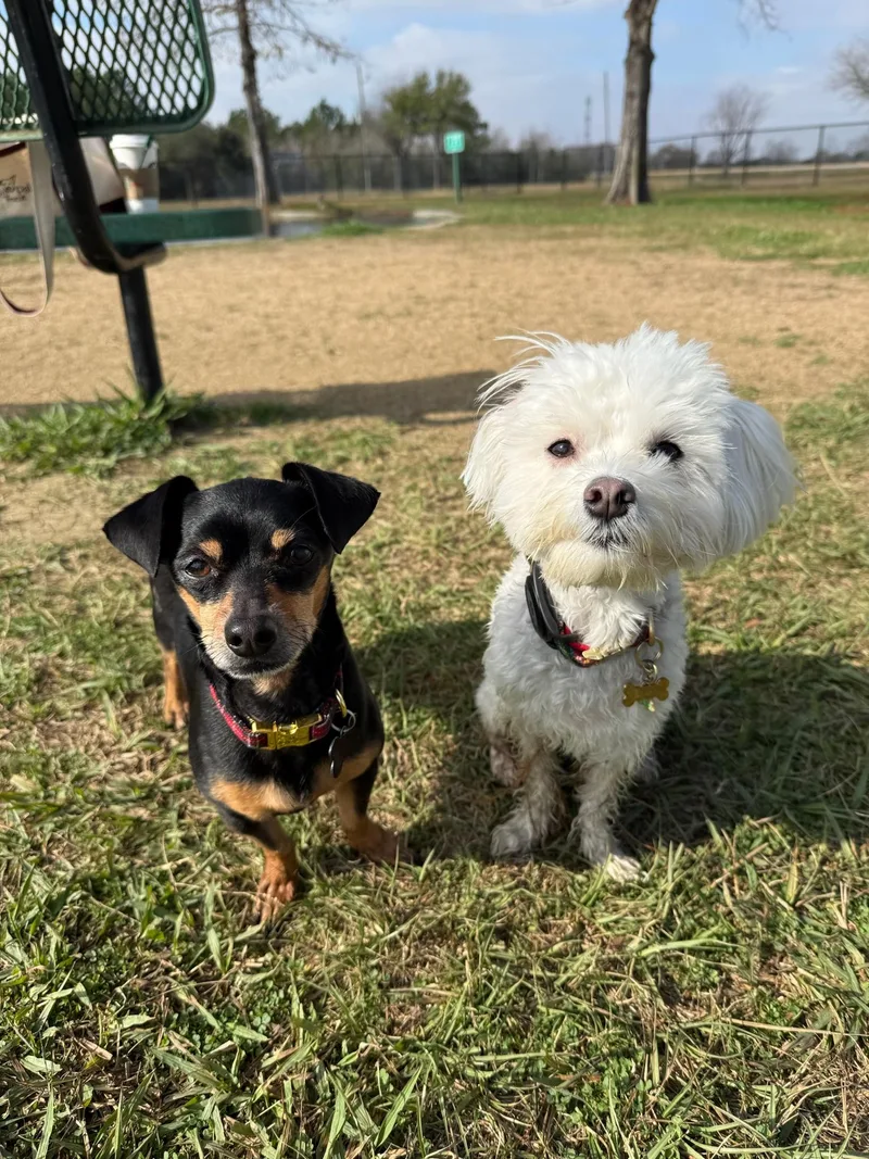 Snickerdoodle thumbnail 2