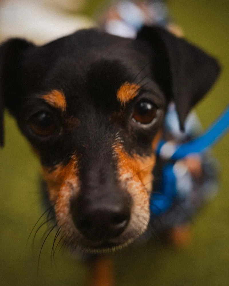 Snickerdoodle thumbnail 3