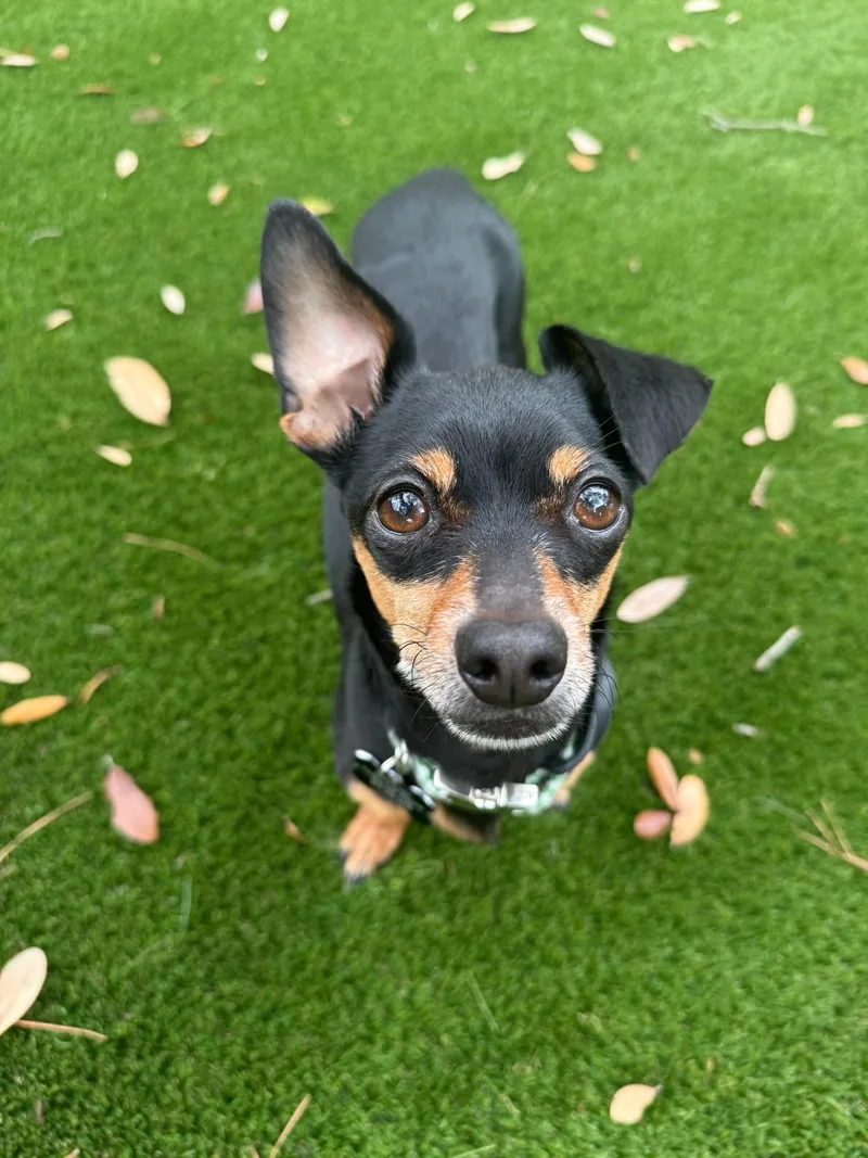 Snickerdoodle thumbnail 4