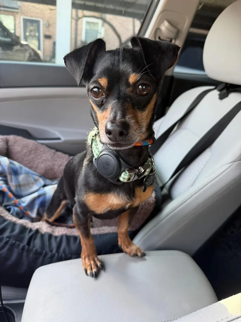 Snickerdoodle thumbnail 5