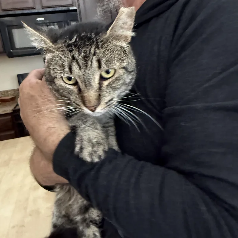 An adult large-sized male Tabby (Brown / Chocolate) Tabby cat named Feline Bureau of Investigation for adoption in Las Vegas, NV