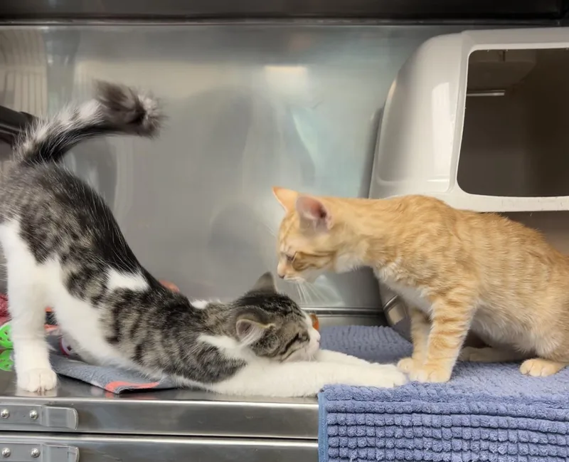 A baby medium-sized female Tabby (Orange / Red) Domestic Medium Hair cat named Wedge And Cobb Salad for adoption in Montville, NJ