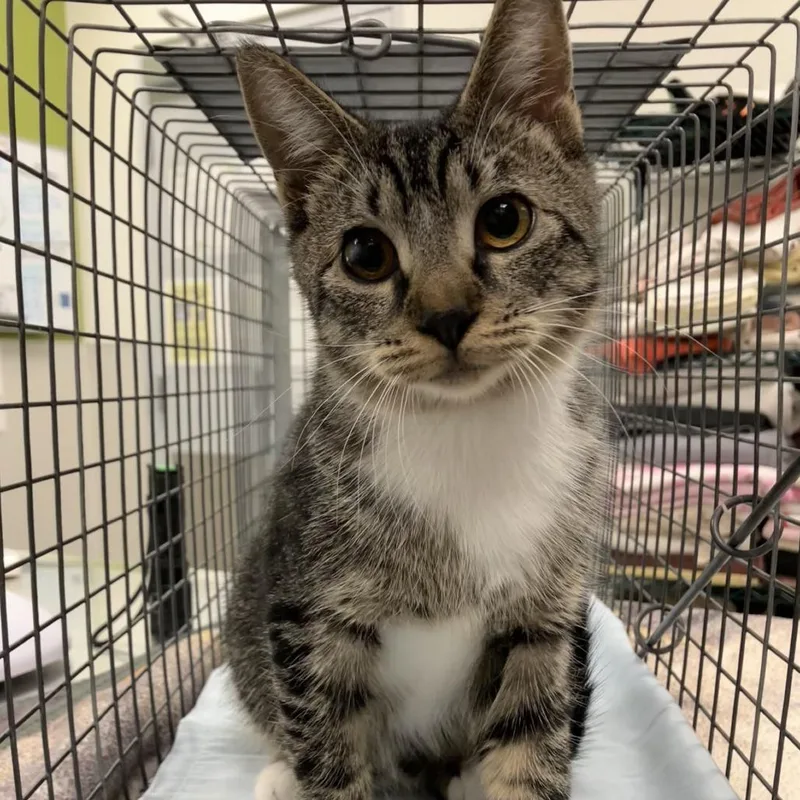 An adult small-sized female Brown / Chocolate Domestic Short Hair cat named Sprinkles for adoption in Las Cruces, NM
