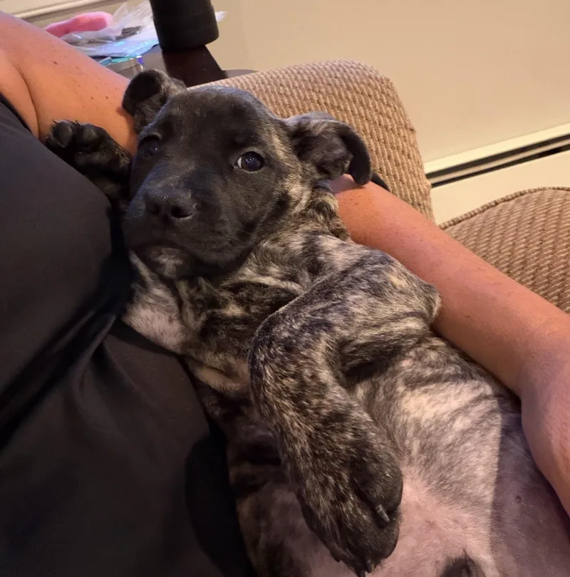 A baby medium-sized male Pit Bull Terrier dog named Bart for adoption in Carmel, NY