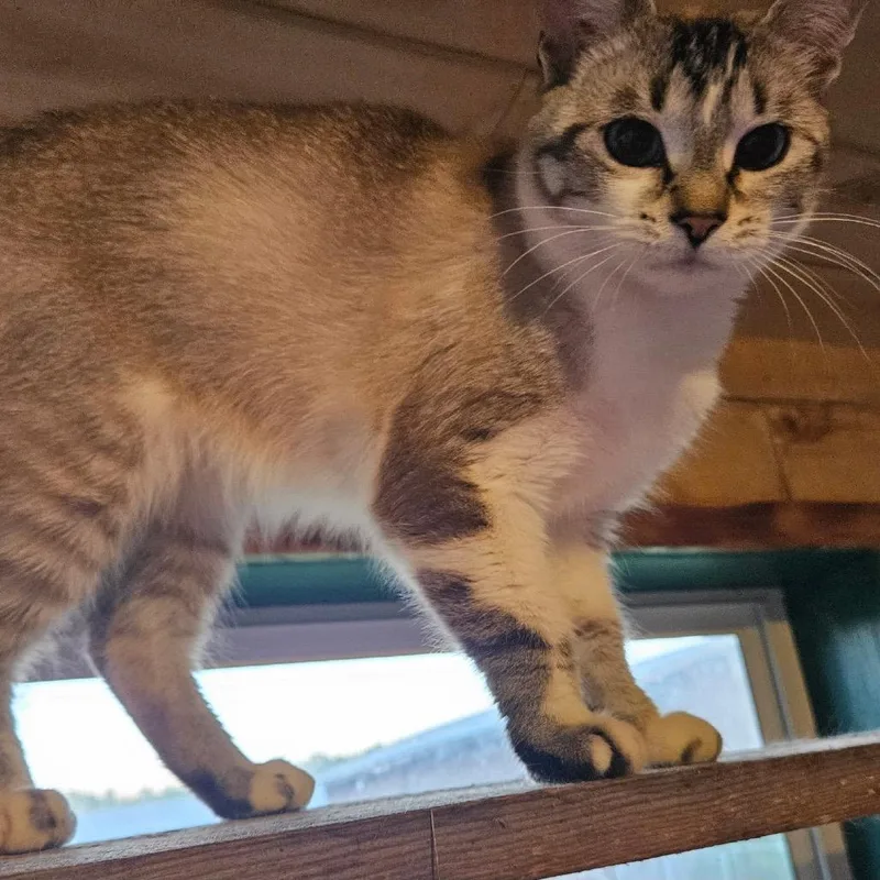 An adult medium-sized female Cream / Ivory Domestic Short Hair cat named Libby for adoption in Grand Rapids, MN