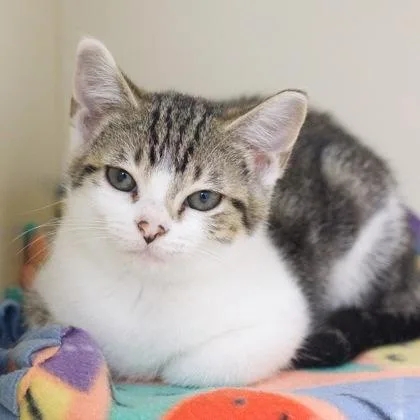 A young small-sized female Domestic Short Hair cat named Brittany for adoption in Verona, WI