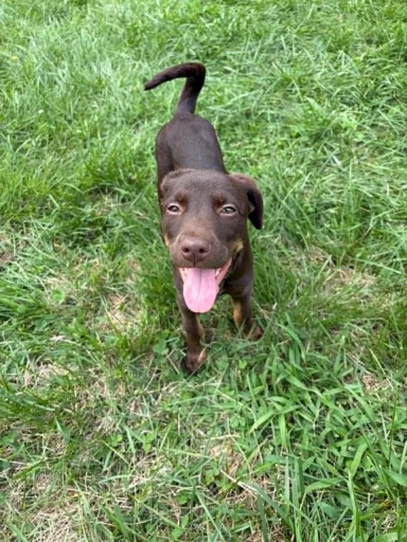 A baby medium-sized female Mixed Breed dog named Rowdy for adoption in Salisbury, MD