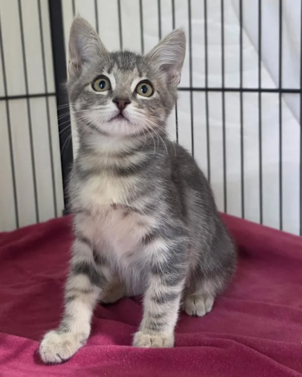 A baby small-sized female Domestic Short Hair cat named Eleanor for adoption in Novato, CA