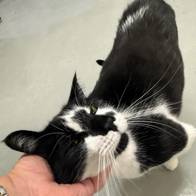 An adult extra large-sized male Black Domestic Short Hair cat named Figaro for adoption in Houston, TX