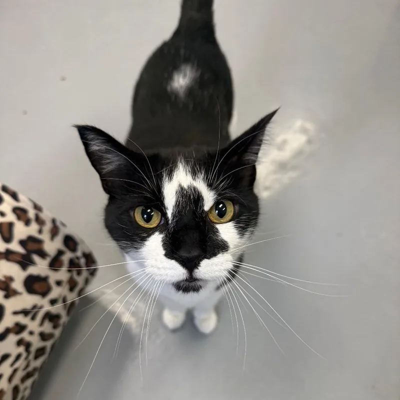 Figaro thumbnail 3