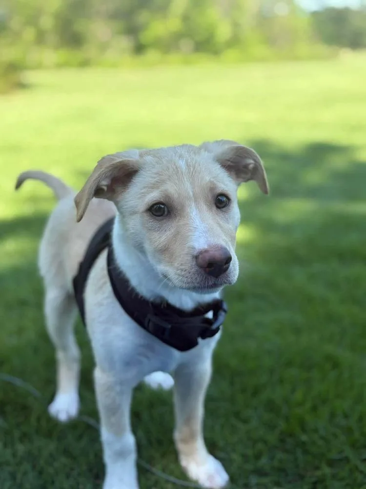 Duke Cute thumbnail 2