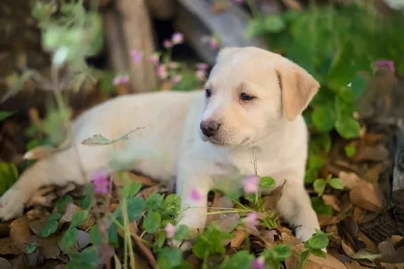 Duke Cute thumbnail 3