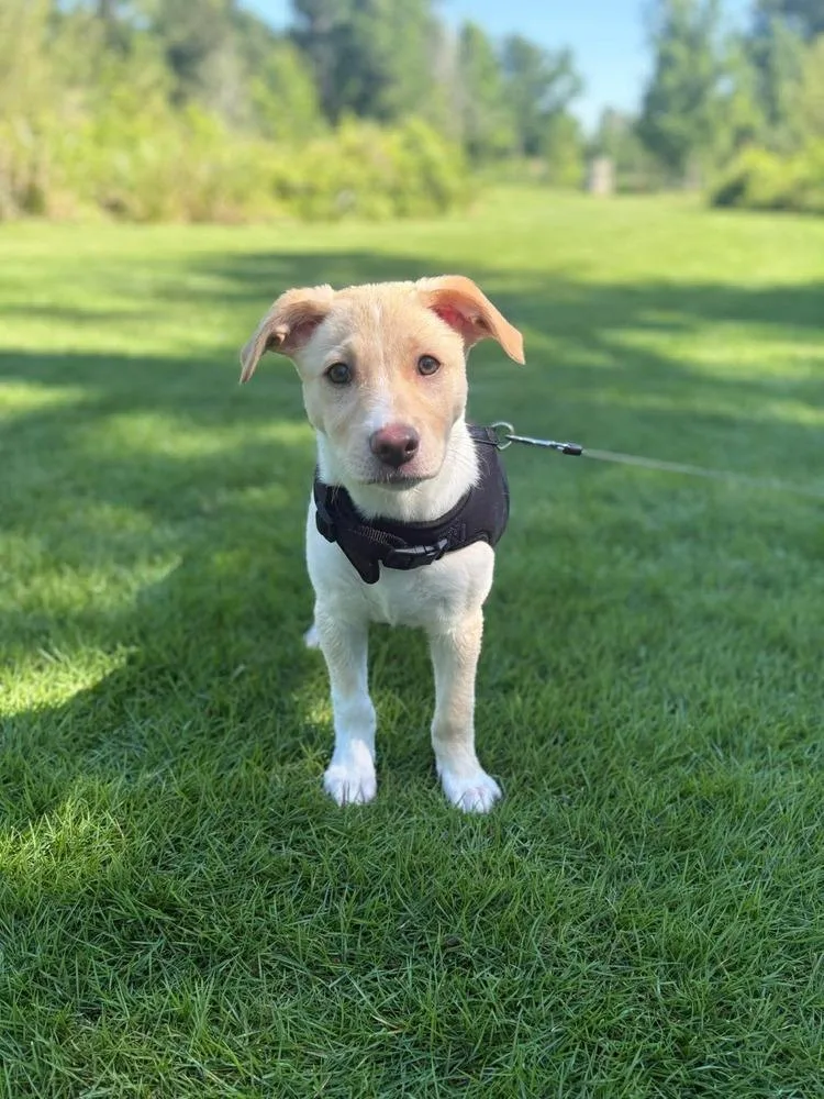 Duke Cute thumbnail 5