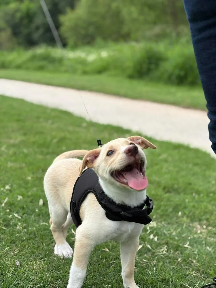 Duke Cute thumbnail 6
