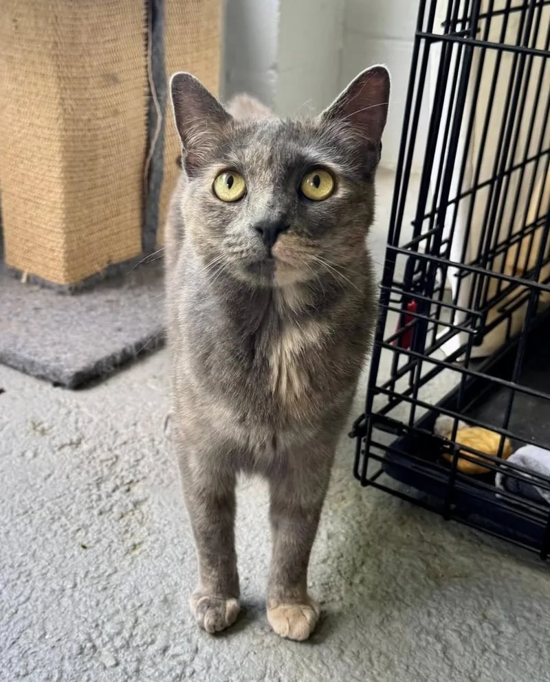 Faz & Olivia thumbnail 2