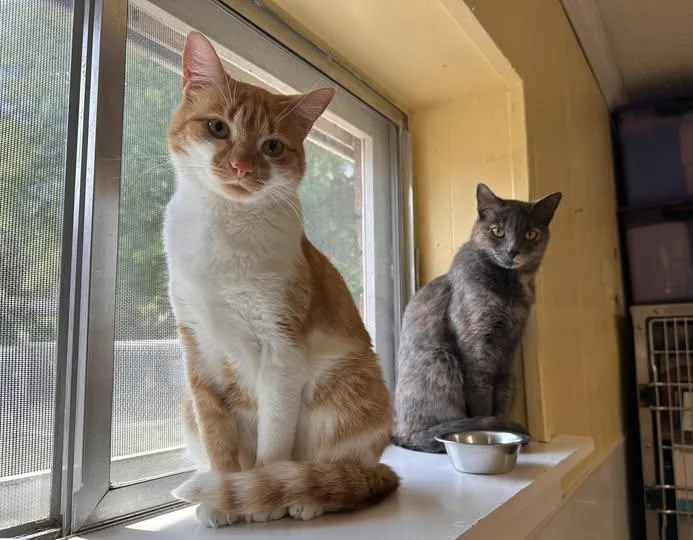 Faz & Olivia thumbnail 3