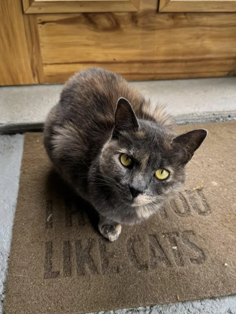 An adult medium-sized female Dilute Tortoiseshell Dilute Tortoiseshell cat named Faz & Olivia for adoption in Chattanooga, TN