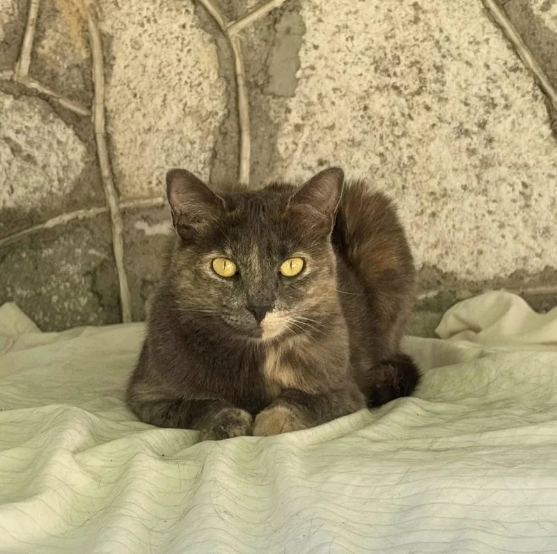 Faz & Olivia thumbnail 5