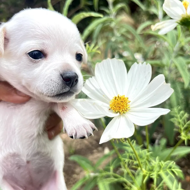 A baby small-sized female White / Cream Chihuahua dog named Daisy_ for adoption in San Diego, CA