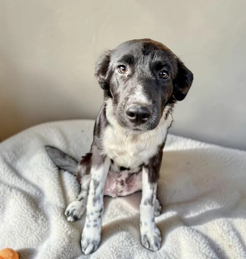 A baby medium-sized male White / Cream Border Collie dog named Ram for adoption in Austin, TX