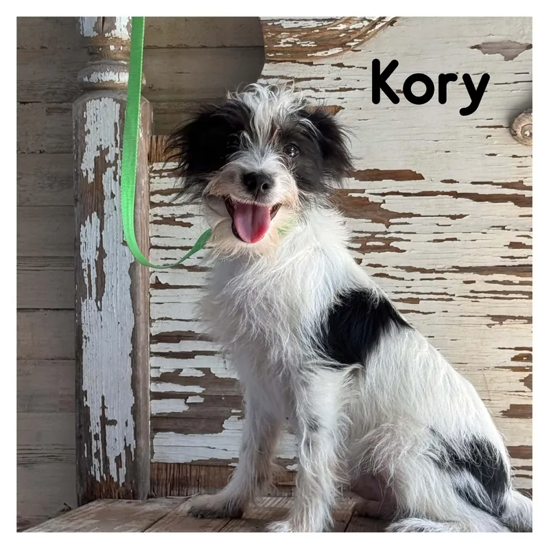 Kori thumbnail 2