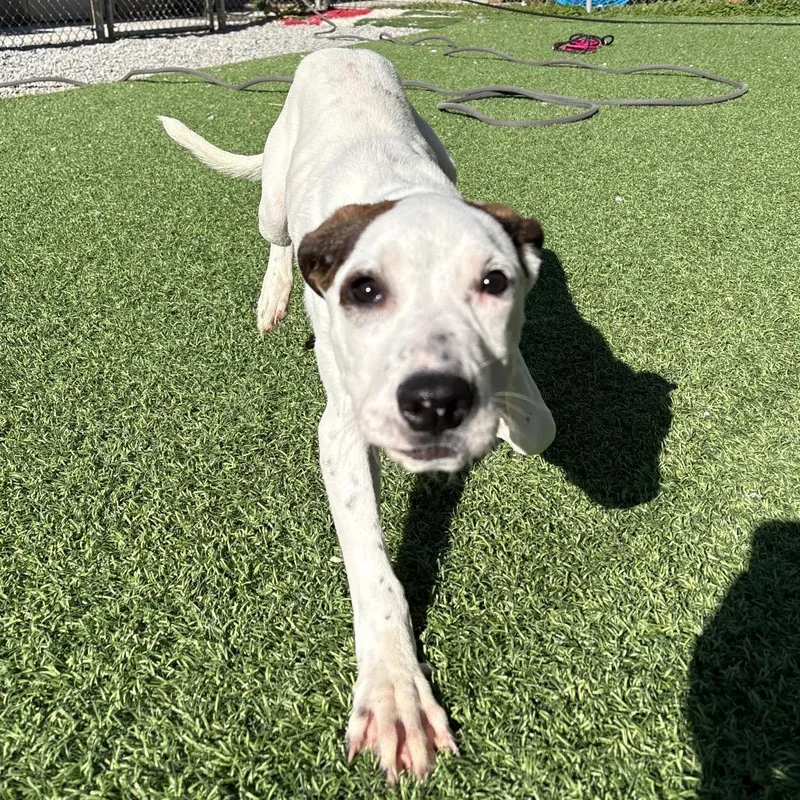 A baby small-sized male White / Cream Mixed Breed dog named Toast for adoption in Batavia, OH
