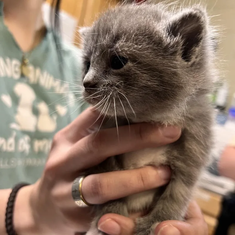 A baby small-sized male Gray / Blue / Silver Domestic Short Hair cat named Silas for adoption in Columbus, NC