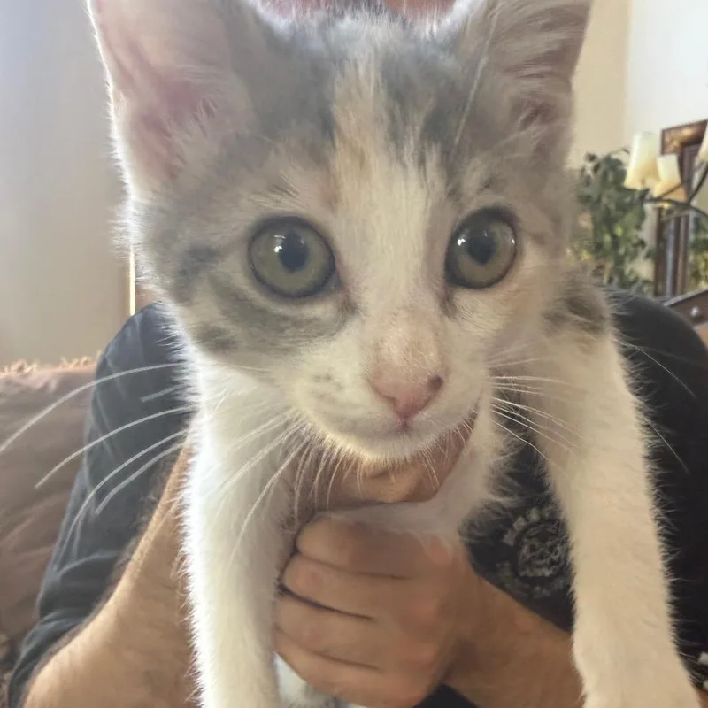 Cinnamon