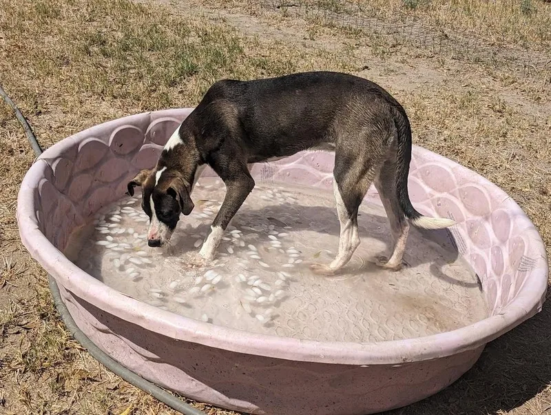 Tina Tea thumbnail 3