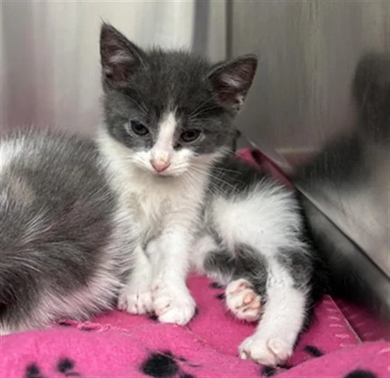 A baby small-sized female Domestic Short Hair cat named Rosemary for adoption in Indianapolis, IN