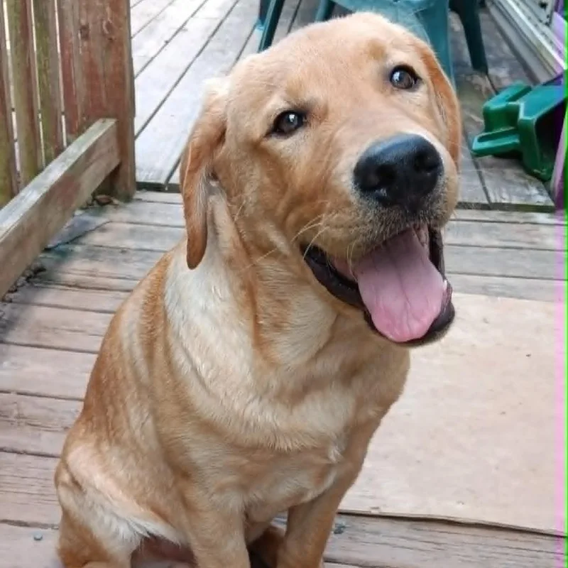 A baby medium-sized male Golden Labrador Retriever dog named Sammy for adoption in Washington, DC