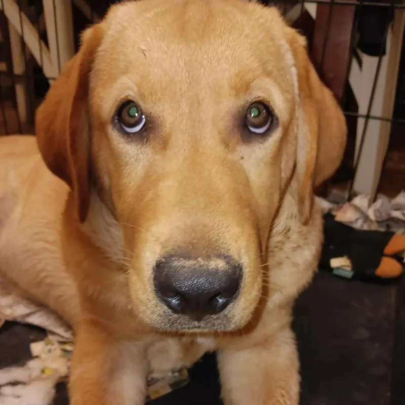Sammy thumbnail 2